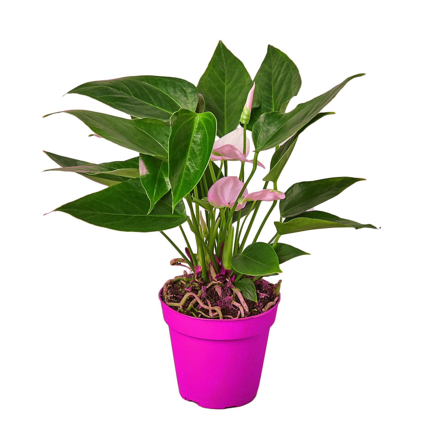 5 Pack Anthurium 'White' in 6in Pot - Live Tropical Houseplant - Easy to Grow | Variegated | USA Growers | The Snobby Leaf