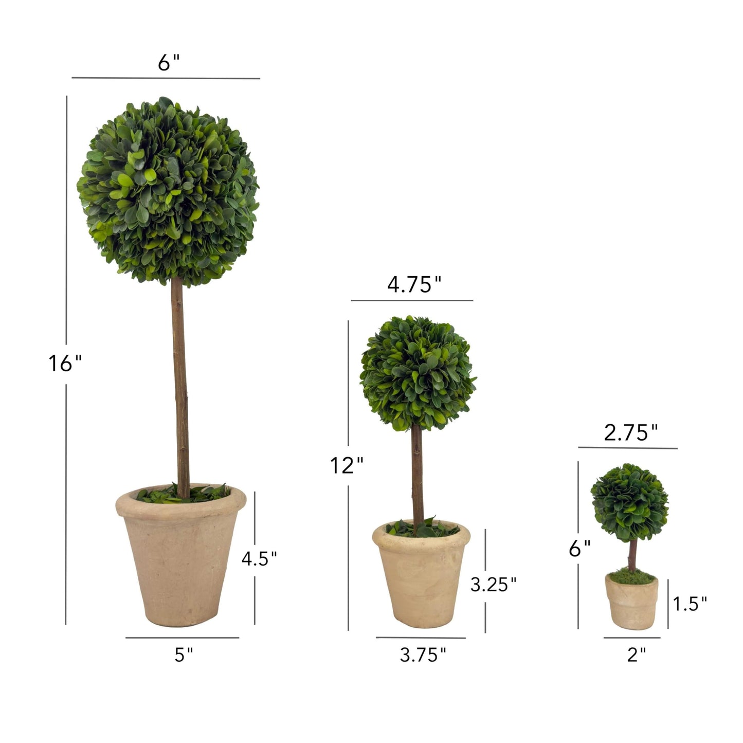 Shine Company Real Preserved Single-Ball Boxwood Topiary with Cream Grey Terracotta Pot (16"/12"/6" Tall, Set of 3)