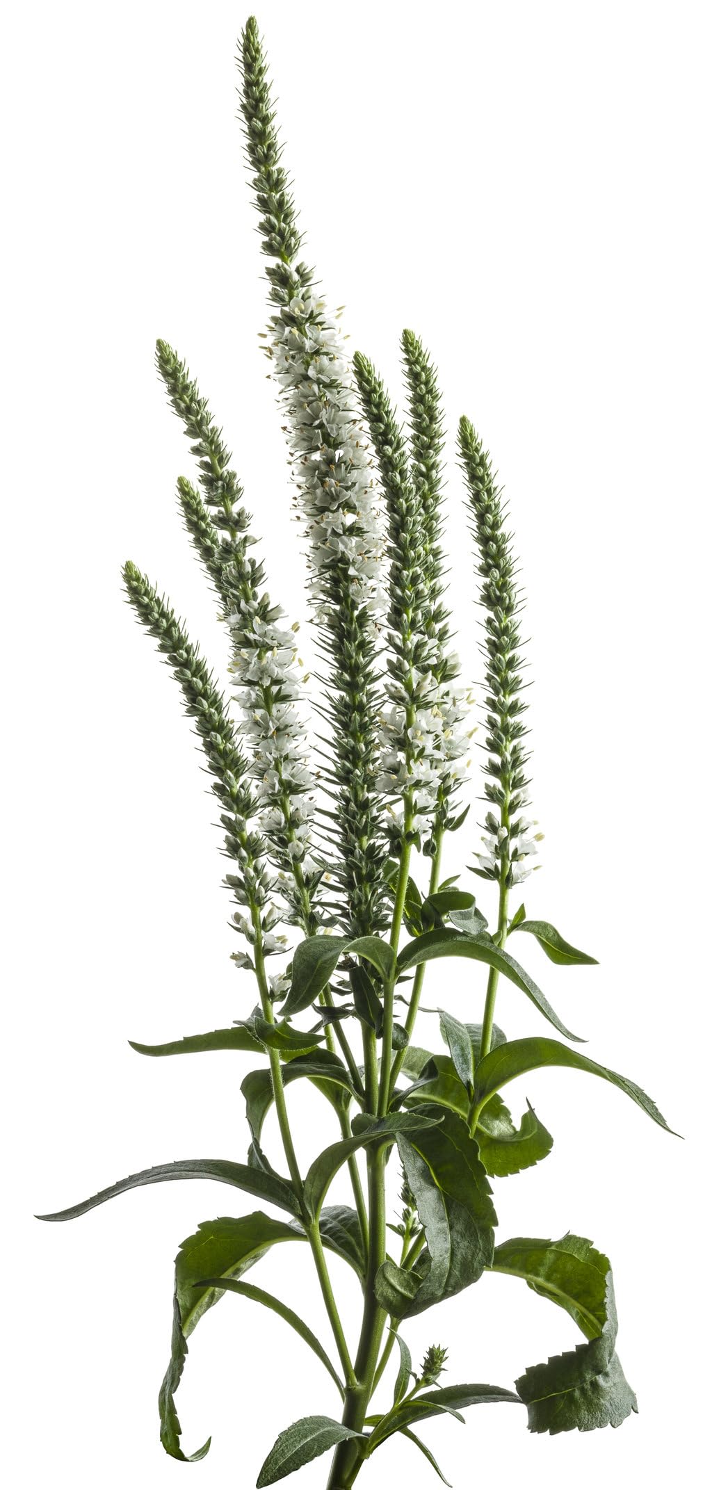 Live Plant from Green Promise Farms - Proven Winners, Veronica Magic Show 'White Wands' Spike Speedwell, White Flowers - #1 Gallon Size Container