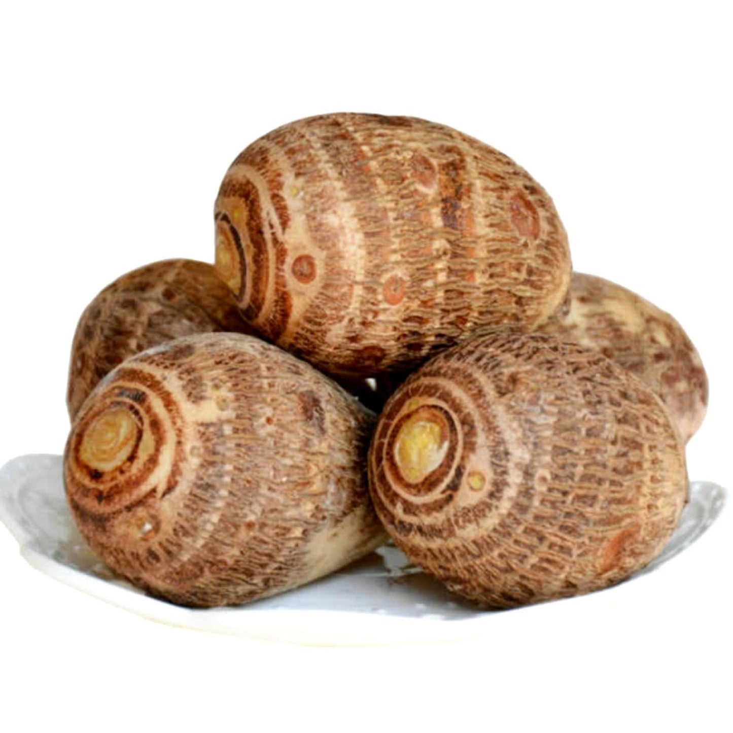 WFTHLO Elephant Ears Bulbs/Giant Elephant Ear Bulbs-Attracting/Low Maintenance Tropical Houseplant-C-6 bulbs