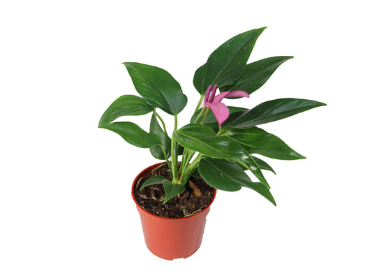 Purple Anthurium - 4" from California Tropicals