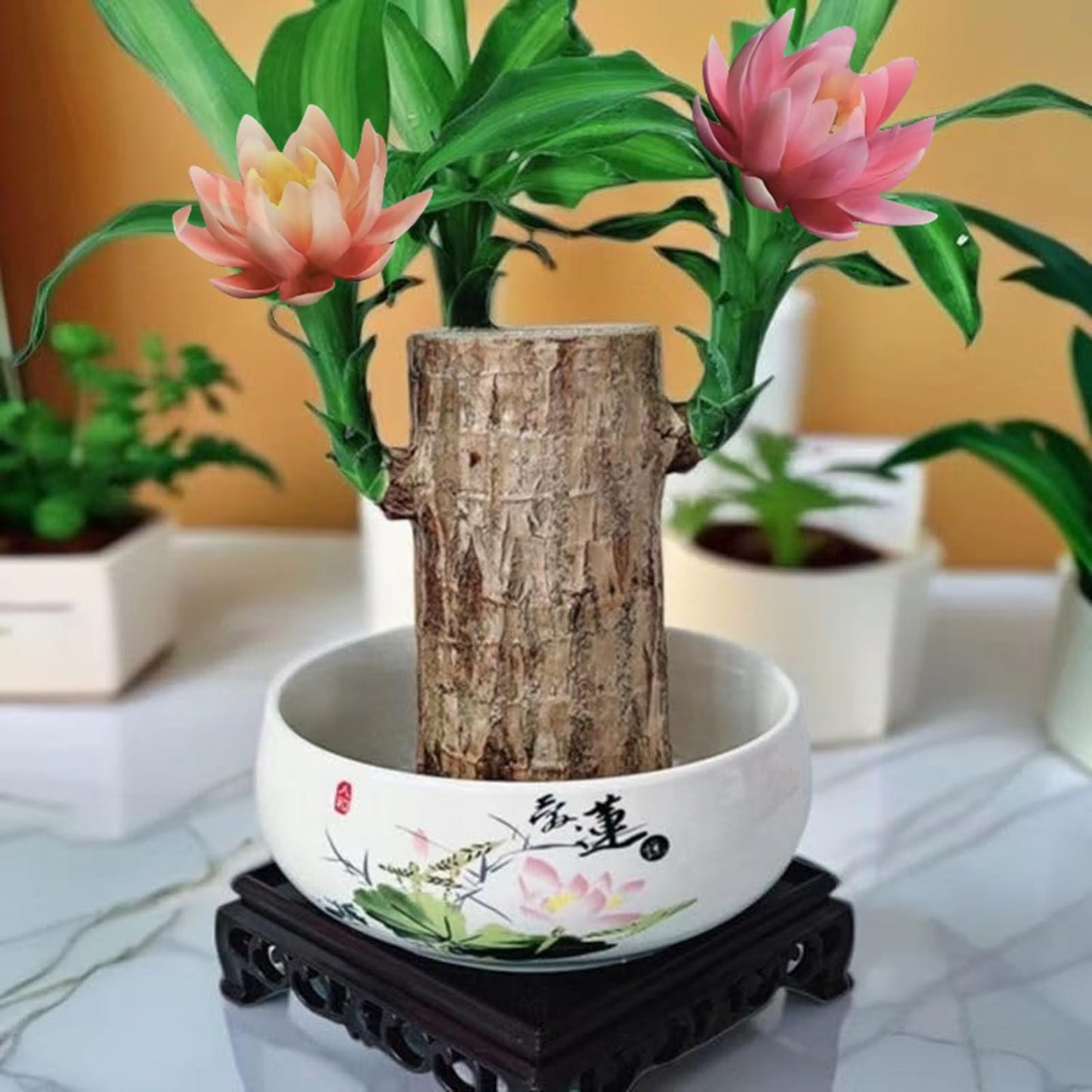 Brazilian Lucky Wood Kit with Monk, Grow Your Own Luck,Easy to Maintain Mini Brazil Woods for Indoor/Outdoor, Bedroom, Kitchen, Office Desk, Garden and Other Decorations (C)