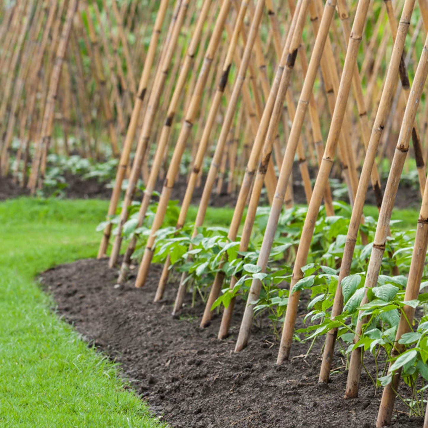 Cambaverd Bamboo Stakes 7 Feet, Natural Plant Stakes for Tomatoes, Climbing Plants Support, Tall Garden Stake - 15 Pack Bamboo Poles