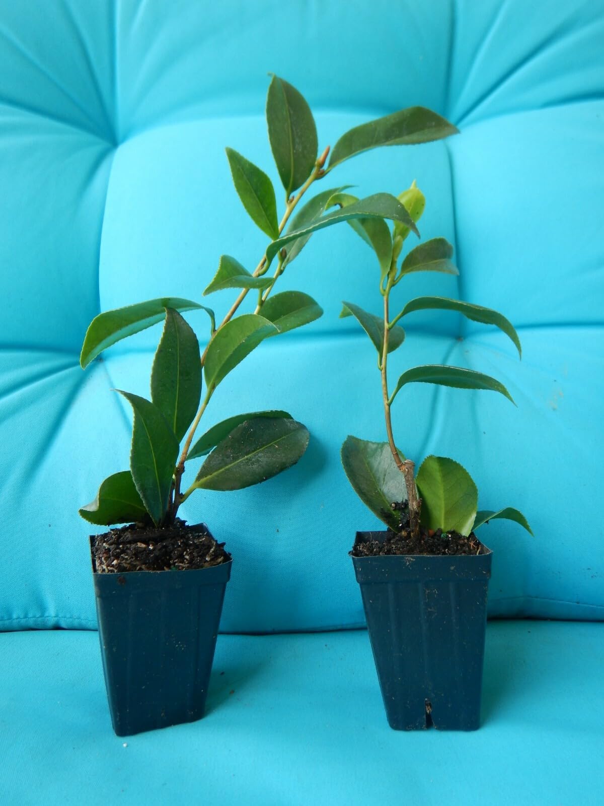Live Plant - Tama Bambino Unique Bloom Camellia Japonica-Live Starter Plant
