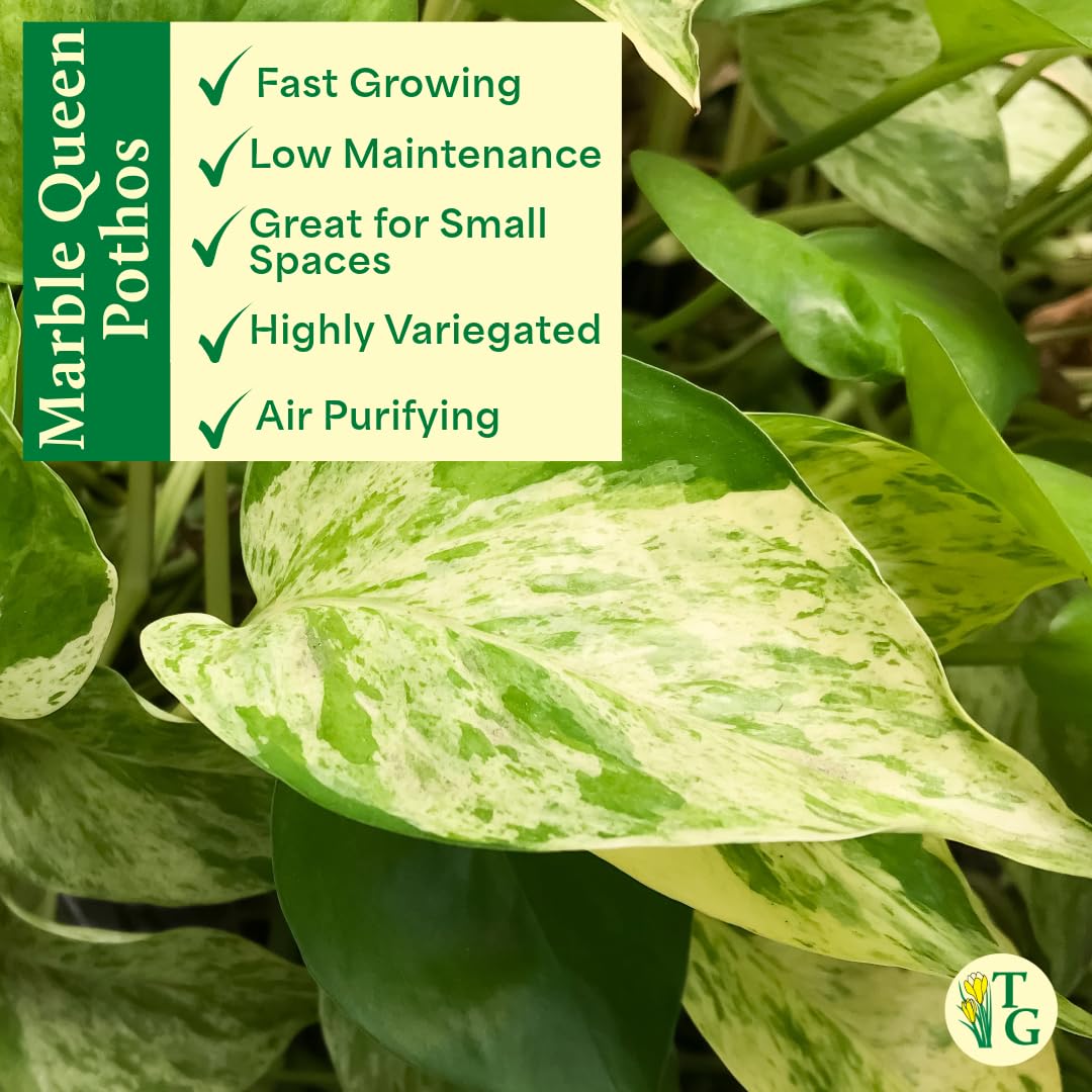 Thorsen's Greenhouse Marble Queen Pothos, Live Indoor Plant, Easy to Grow, Rare Variegated Houseplant, Natural Air Purifier, 4-inch Diameter Pot (Coffee)
