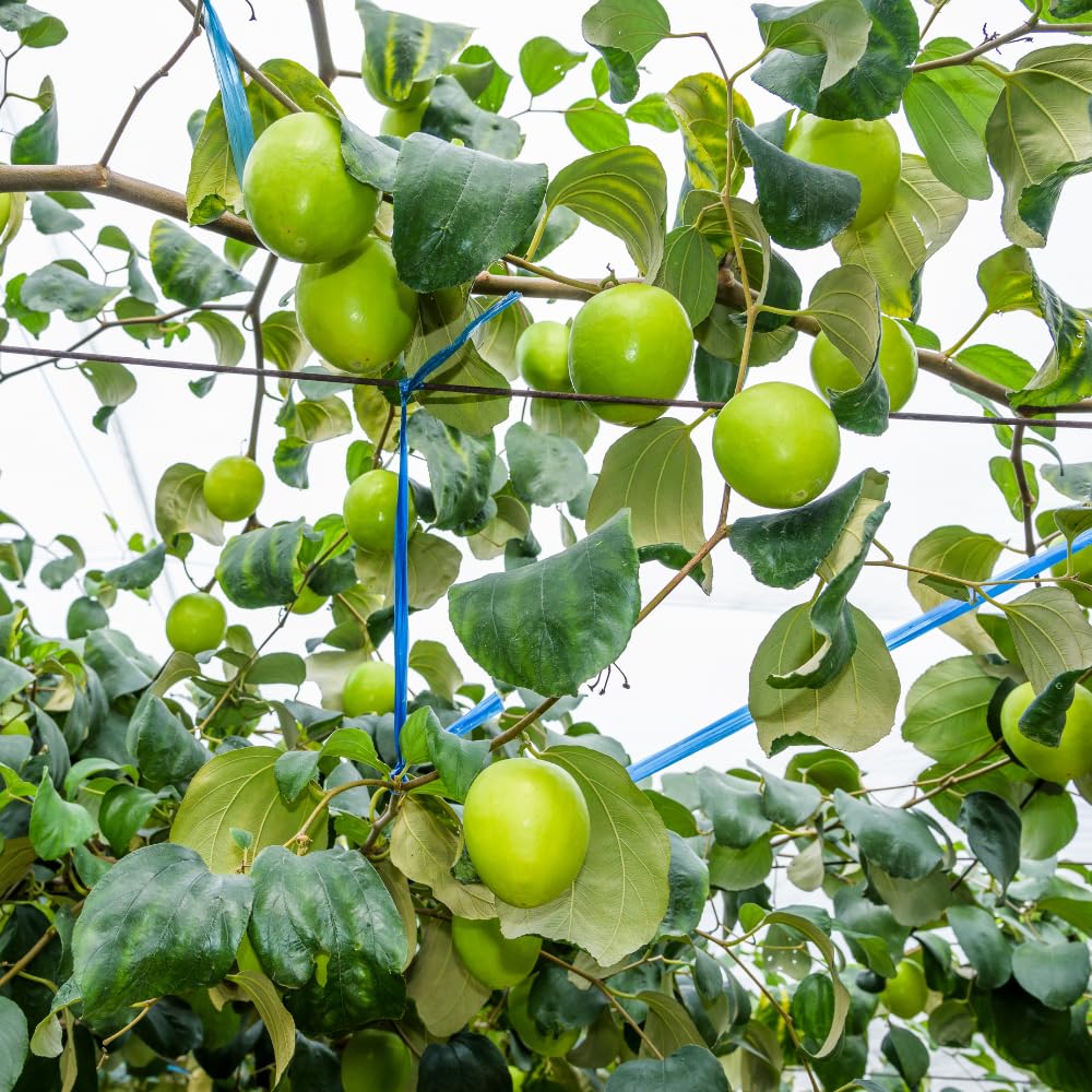 Thai Jujube Tree Live Plant in 3 Gallon Container, Sweet Apple Date Tree, 2 Feet Tall, Hardy and Perennial, No Ship to CA