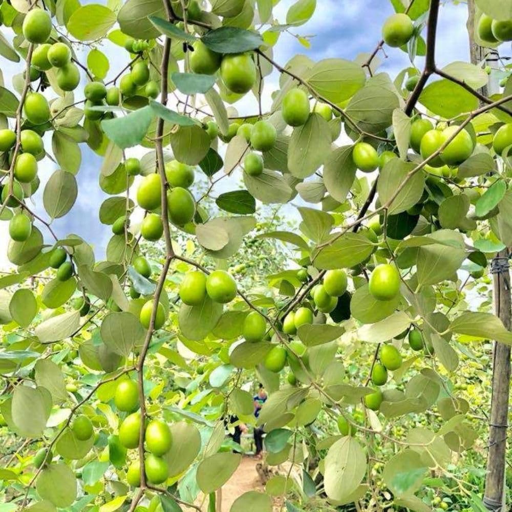Green Jujube Tree Live Plant 2 to 3 Feet Tall, Jujube Plant 3 Gallon Pot, Green Apples Trees for Planting, No Ship to CA