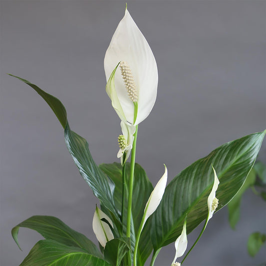 Altman Plants Peace Lily Plant Decor with 6 Inch White Plant Pot, Easy to Grow House Plant, Desk Plant & Office Plant, Easy Plant Gift, Air Purifying Plants Grow in Indoor Plant Potting Soil Mix