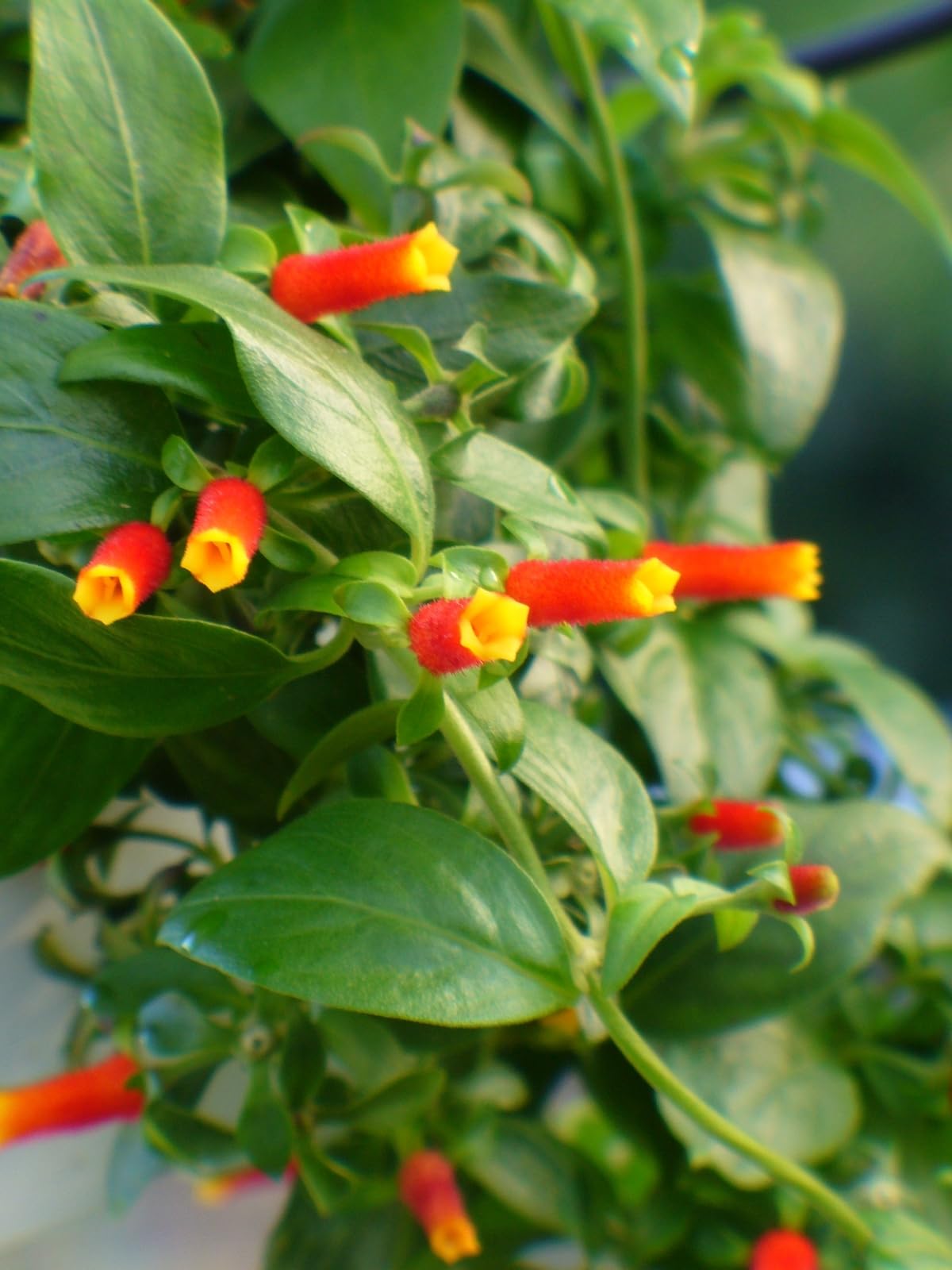 Candy Corn Manettia Live Plants (5-9") - Pack of 2 (Two) - Firecracker Vine Luteorubra - Rare Red & Yellow Blooms - Fast Growing Tropical Climber - Indoor/Outdoor Hummingbird Magnet on Trellis