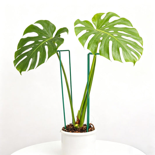 GOOOXIM 10 Pack Monstera Support Indoor Plant Support Stakes for Large Plants and Climbing Vines | Plant Supports for Outdoor and Indoor Use | Ideal Garden Flower Stem Holder Trellis for Plant Lovers