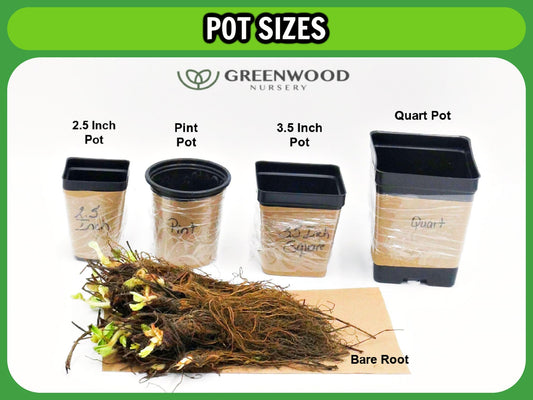 Greenwood Nursery: Live Shrub Plants - 'Bicolor' Butterfly Bush + Buddleja/Buddleia x Weyeriana - [Qty: 1x Pint Pot] - (Click for Other Available Plants/Quantities)