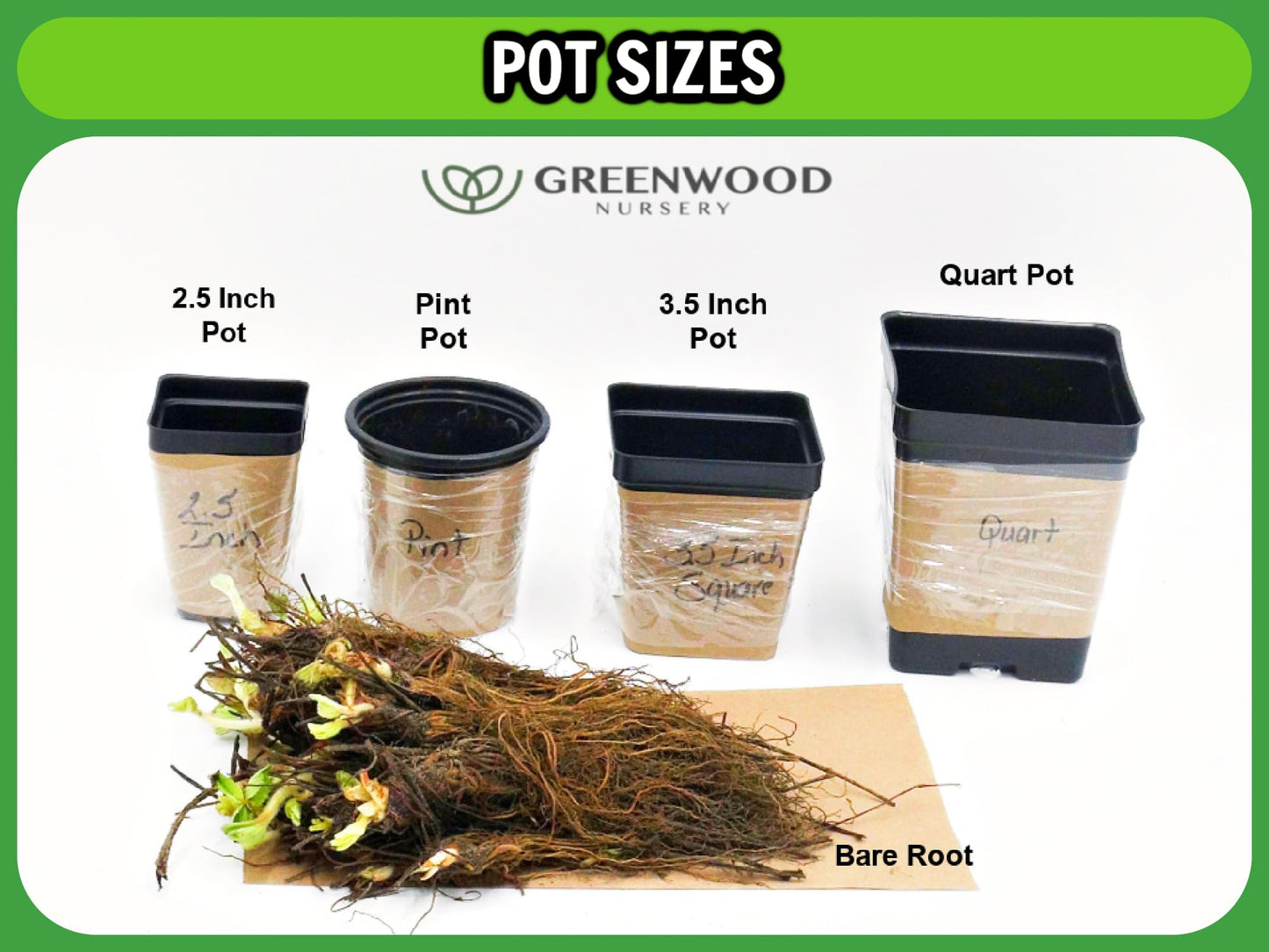 Greenwood Nursery: Live Shrub Plants - Monarch Blue Knight Butterfly Bush + Buddleja/Buddleia Davidii - [Qty: 1x Pint Pot] - (Click for Other Available Plants/Quantities)