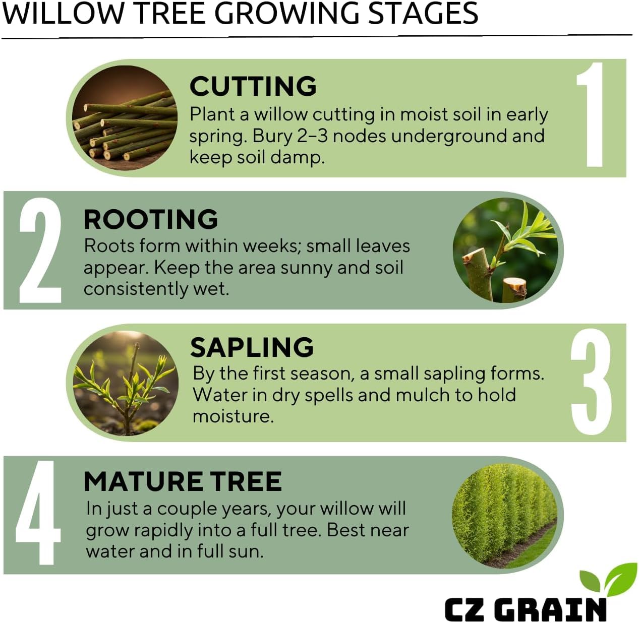 2 White Willow Trees - Rare and Unique Live Tree Plants - White Leaves - Fresh Cuttings to Grow