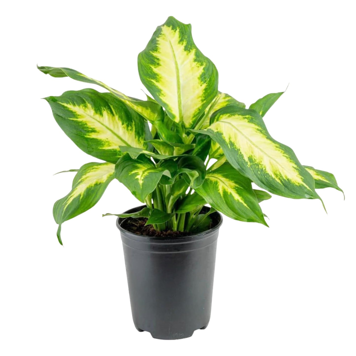 Dieffenbachia 'Dumb Cane' Live Indoor Houseplant, Variegated Green and White Tropical Foliage (Big Ceramic)
