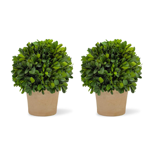 Shine Company Real Preserved Boxwood Ball Topiary in Terracotta Pot (8" Tall/6" Wide, Set of 2)
