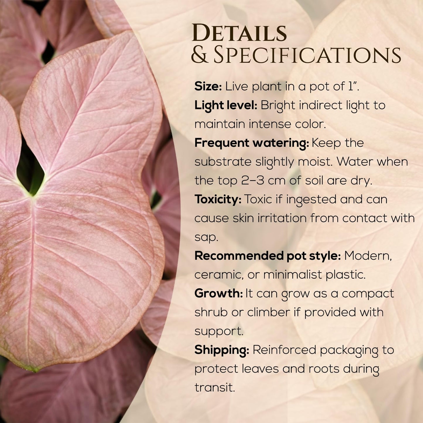 Syngonium Neon Robusta Plant (4 Pack) Live Starter Plants, Pink Arrowhead Vine Houseplants, Easy Care Indoor Tropical Plants Live, Colorful Foliage Plants