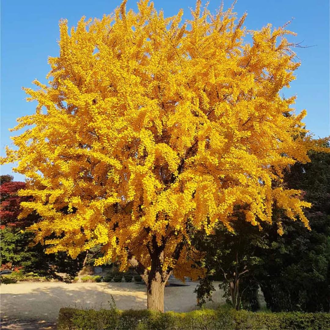 1 Year Old Ginkgo Tree Live Plant for Outdoor Growing, 6-8 Inches in Tall in 4" Pot