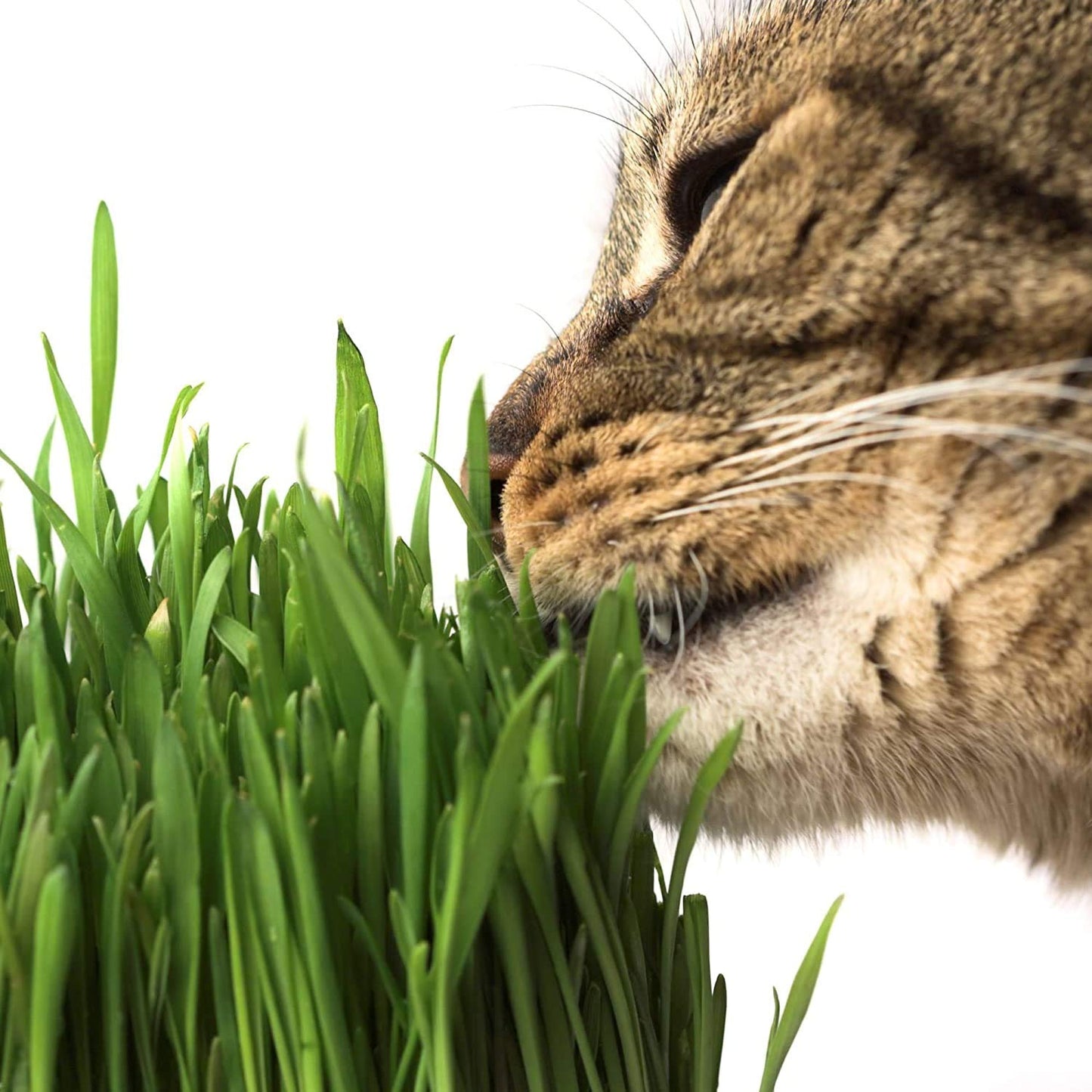 Handy Pantry Organic Cat Grass Kit - Includes 1 Tray, 1 Soil Puck, and Non GMO Wheatgrass Seed - A Healthy Treat for Cats, Dogs, Rabbits, and More