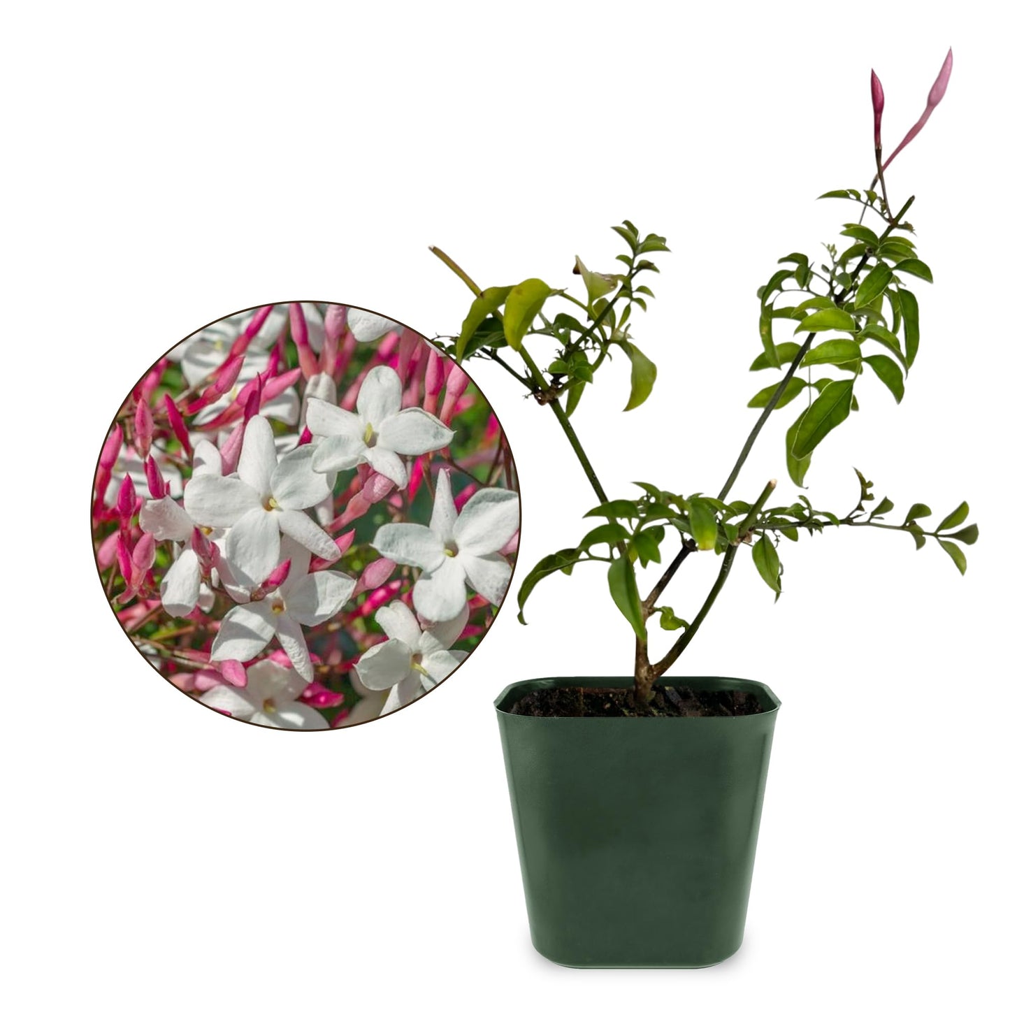 My Shelfie - Mini Pink Jasmine Plant Vine, Jasmine Plant Starter in 2-Inch Pot, Live Plants Outdoor Setting, Jasmine Plant Live Grows to 3-5 Inches, Pet-Friendly, 3-Piece