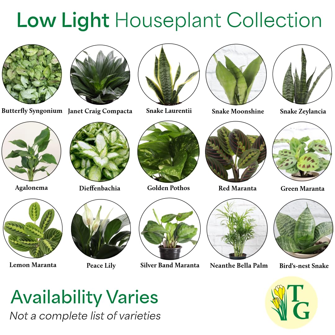 Thorsen's Greenhouse Live Low Light Houseplants (3 Pack), Easy to Grow Indoor Plants, Grower's Choice Bundle, 4-inch Diameter Established Plants, Decorative Sage Ruffled Pot (3-Pack)