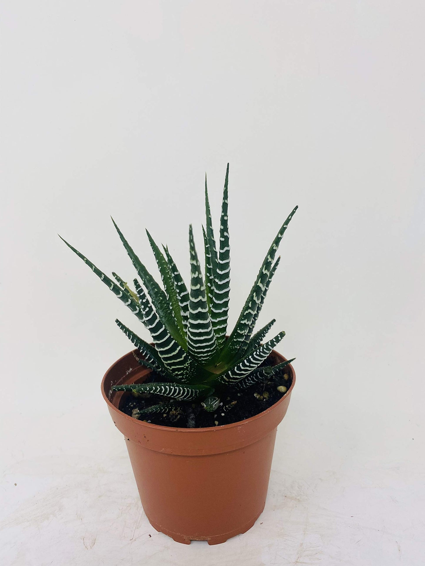 Zebra Haworthia Plant - Easy to grow/Hard to kill! - 3" Pot -unique form jmbamboo