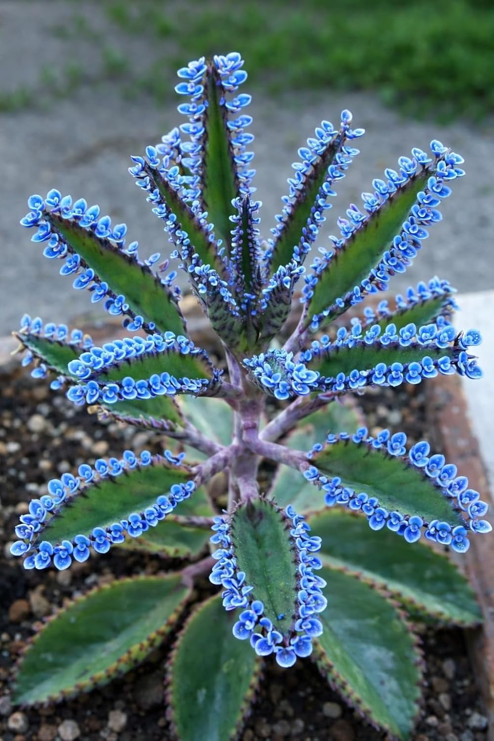 Blue Mother of Millions Live Plants in 2 Inch Pots - Kalanchoe Delagoensis Starter Plant (4 Plants)