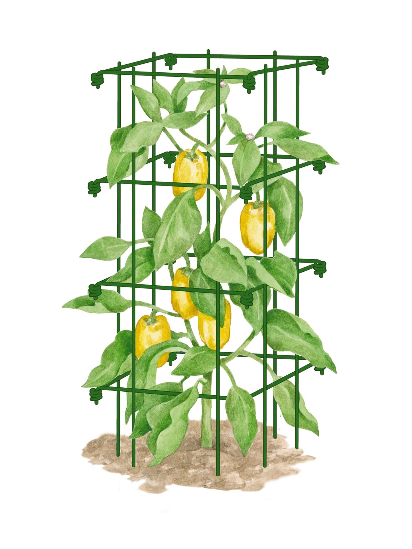 Gardeners Supply Company Pepper and Eggplant Cages Plant Stand | Heavy Gauge Sturdy Garden Plants Support for Eggplants Peppers and Other Climbing Plants | No Assembly Needed | Green 24"H (Set of 3)