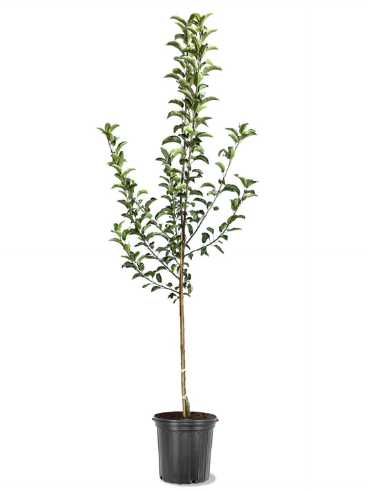 American Plant Exchange Apple Tree 'Newton Pippin' – Live Fruit-Bearing Plant, 5-Gallon Pot, Cold-Hardy, for Home Orchards, Backyard Gardens & Edible Landscapes