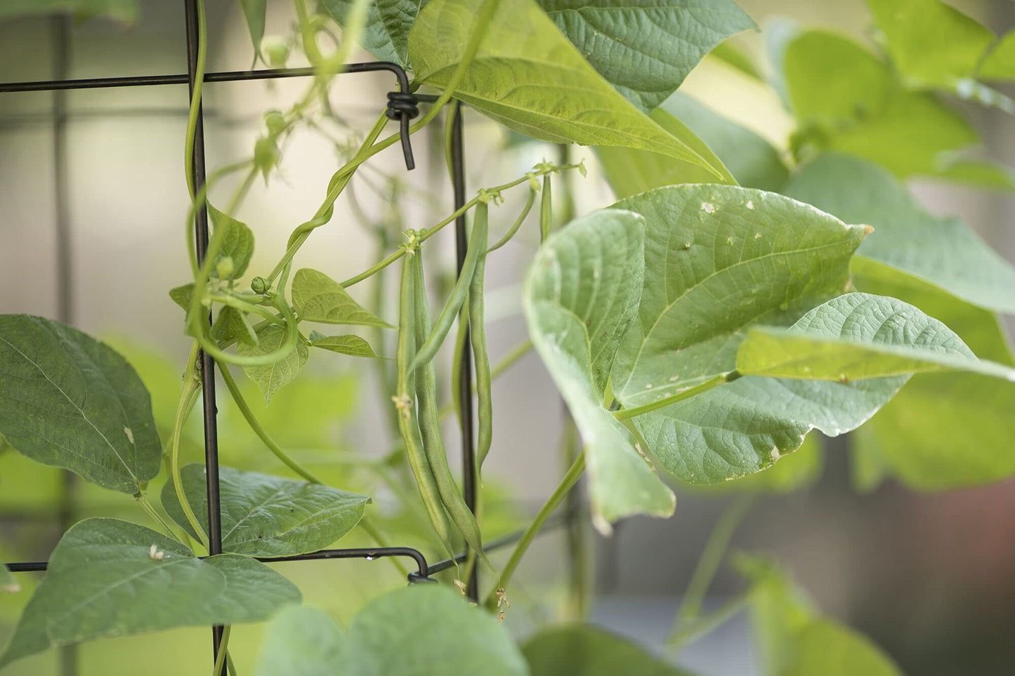 Gardeners Supply Company Large Bean Tower Plant Support | Sturdy Weatherproof Outdoor Beans, Peas & Other Climbing Vegetable Garden Plants Stake | Best for Small Space Garden - 75" H - Red