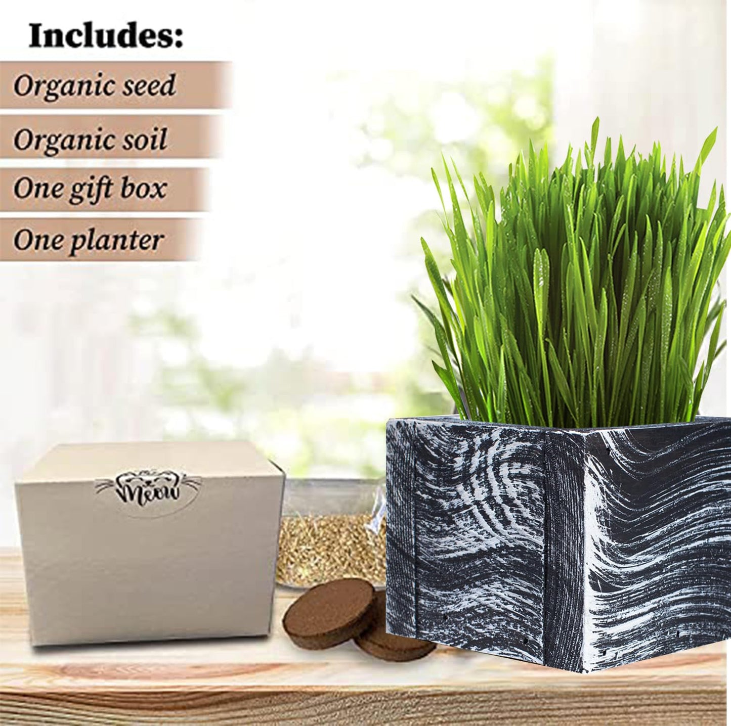Cali Kiwi Pros Cat Grass for Indoor Cats - Christmas Organic Cat Grass Kit: 4.25" Square Planter with Organic Seeds, Soil Pucks, Hand Made in the USA (Green Gold)
