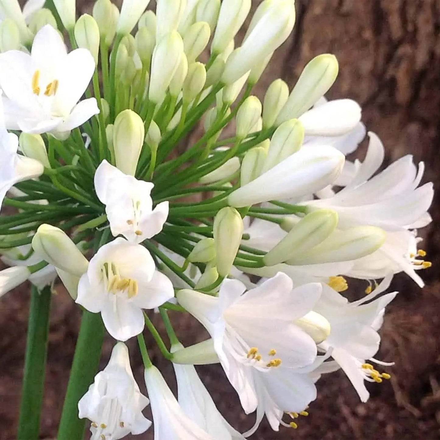 Perfect Plants Southern Living Ever White Agapanthus in 1 Gallon Pot | Agapanthus Hybrid | Pure White Reblooming Flowers | Easy to Grow Perennial Groundcover | Pollinator Friendly | Zones 8-11