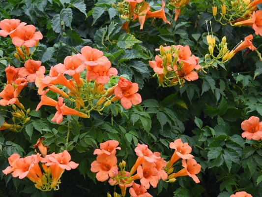 Greenwood Nursery: Live Perennial Plants - Orange Trumpet Creeper Vine + Campsis Radicans - [Qty: 5X Pint Pots] - (Click for Other Available Plants/Quantities)