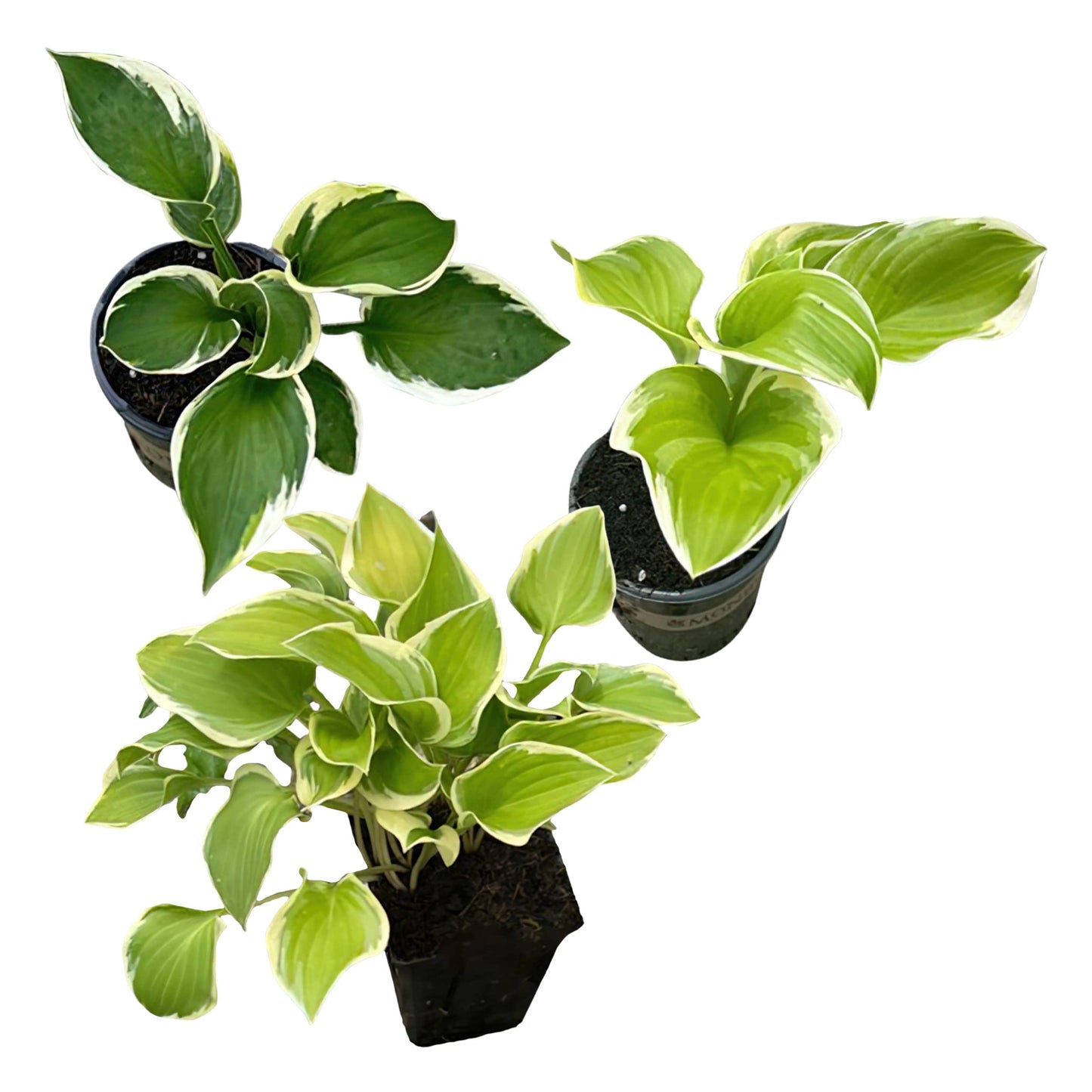 Live Perennial Hosta - Assorted Varieties (3 Plants Per Pack) Beautiful Accent Plant, 10" Tall by 4" Wide in 1 Qt Pot