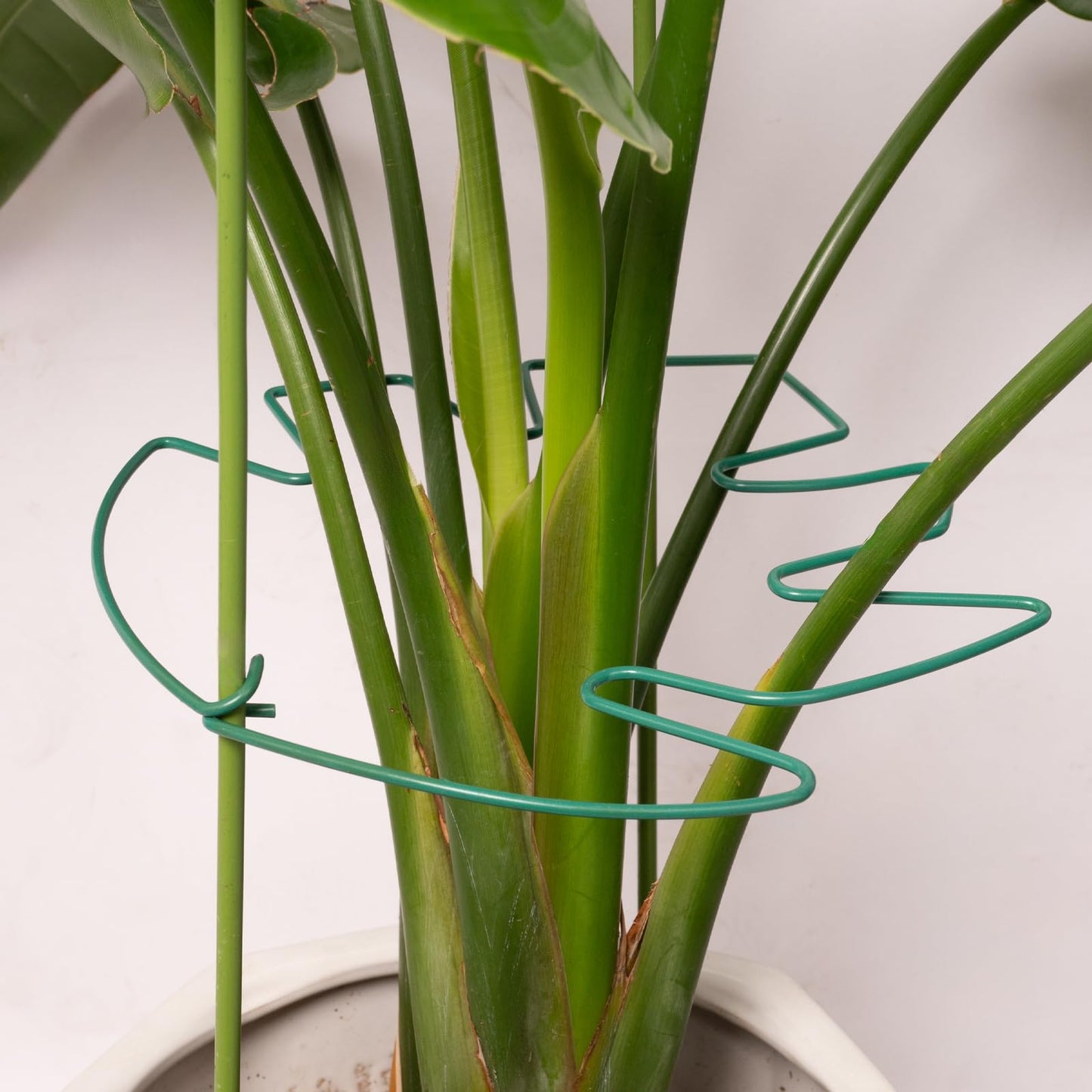 Yohsnor 5PCS Green Monstera Plant Stem Support - 11x9.4 Adjustable Fishbone Cactus Stake Holder, Durable, Sturdy Design, Easy Installation, Gentle Grip for Indoor Plants