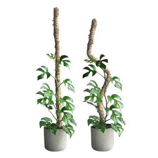 Mossify Bendable Moss Pole 42'' Monstera Plant Support for Climbing Indoor Plants - 100% Sustainably Farmed Moss Pole for Plants Indoor Growth - Flexible Handmade Sphagnum Plant Poles Support