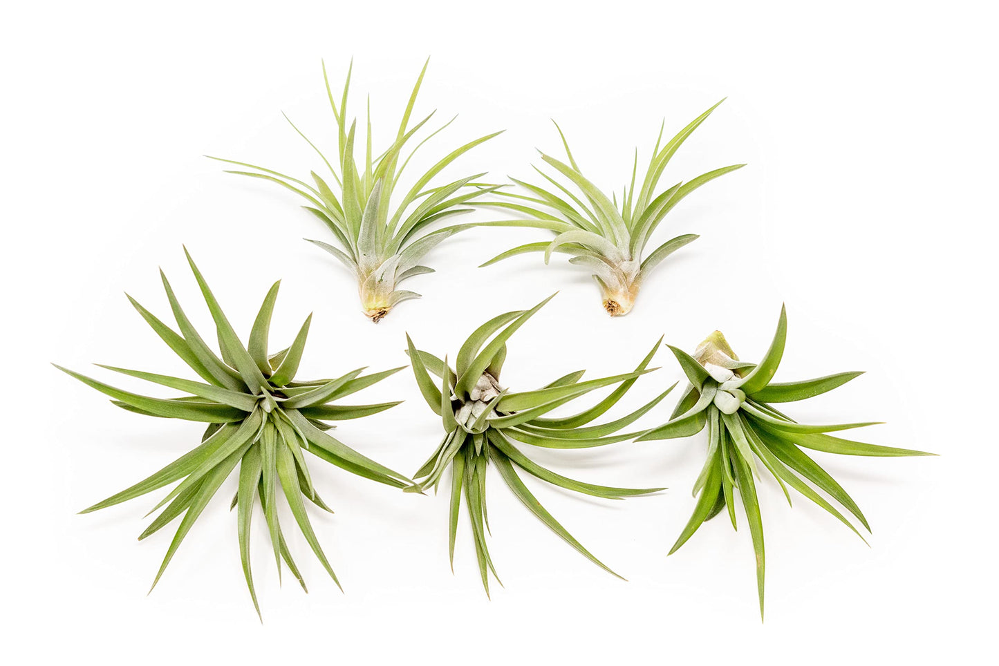 5 Pack Air Plants Velutina - Live Tillandsia Succulent House Plants - Available in Wholesale and Bulk - Home and Garden Decor - Easy Care Indoor and Outdoor Plants
