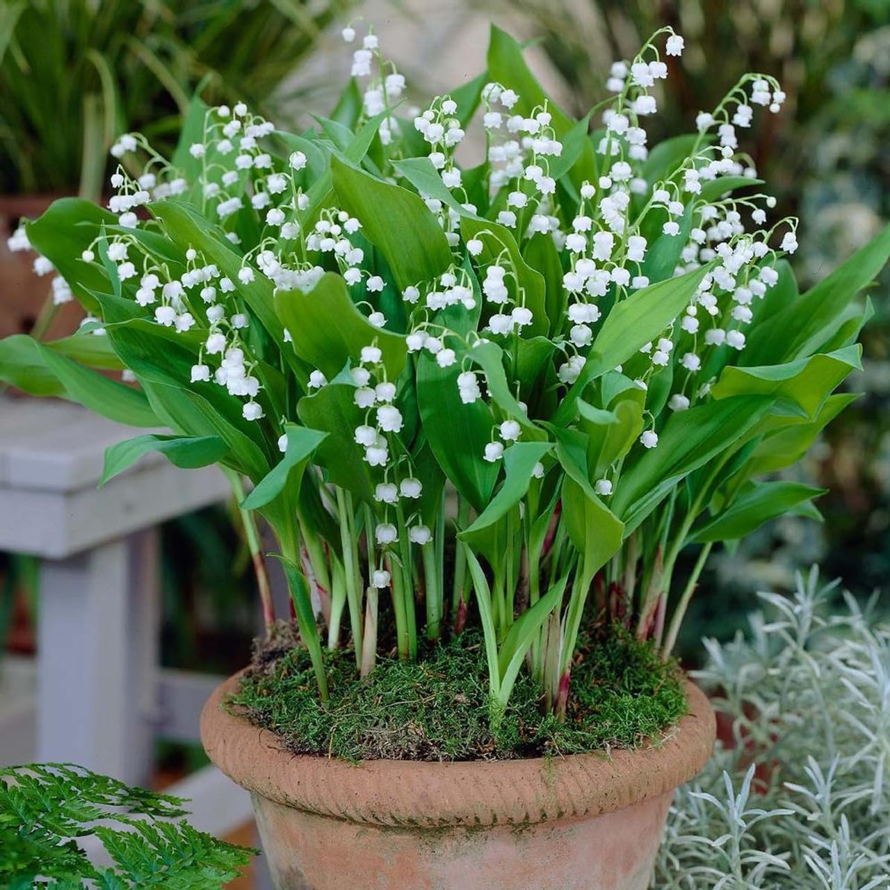 Votaniki White Lily of The Valley - Fragrant, Long Lasting Blooms, Perennial (Convallaria Majalis) Lily of the Valley Bare Root for Planting | Spring Flower, Perfect for Outdoor & Indoor (25 Pack)