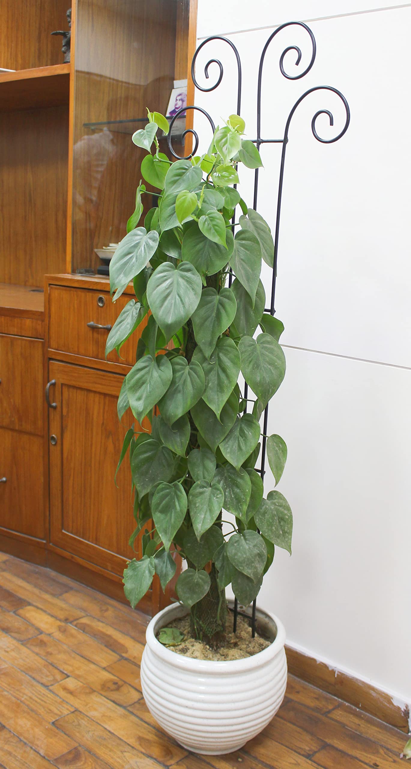Hosley's 48" High Set of 2 Wave Iron Trellis Ideal Gift for Floral Arrangements Wedding or Party and Use Next to Structures Home or Office or in Planters for Growing Floral Plants Vines and Vegetables