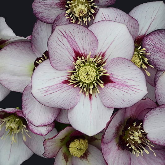 Live French Kiss Hellebore Lenten Rose