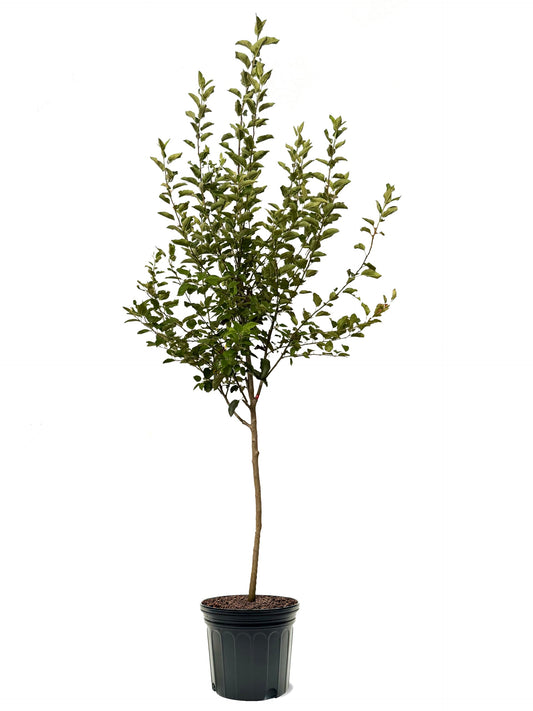 American Plant Exchange Apple Tree 'Fireside' – Live Fruit-Bearing Plant, 7-Gallon Pot, Cold-Hardy, Sweet Crisp Red Harvest for Orchards, Backyard Gardens & Edible Landscapes