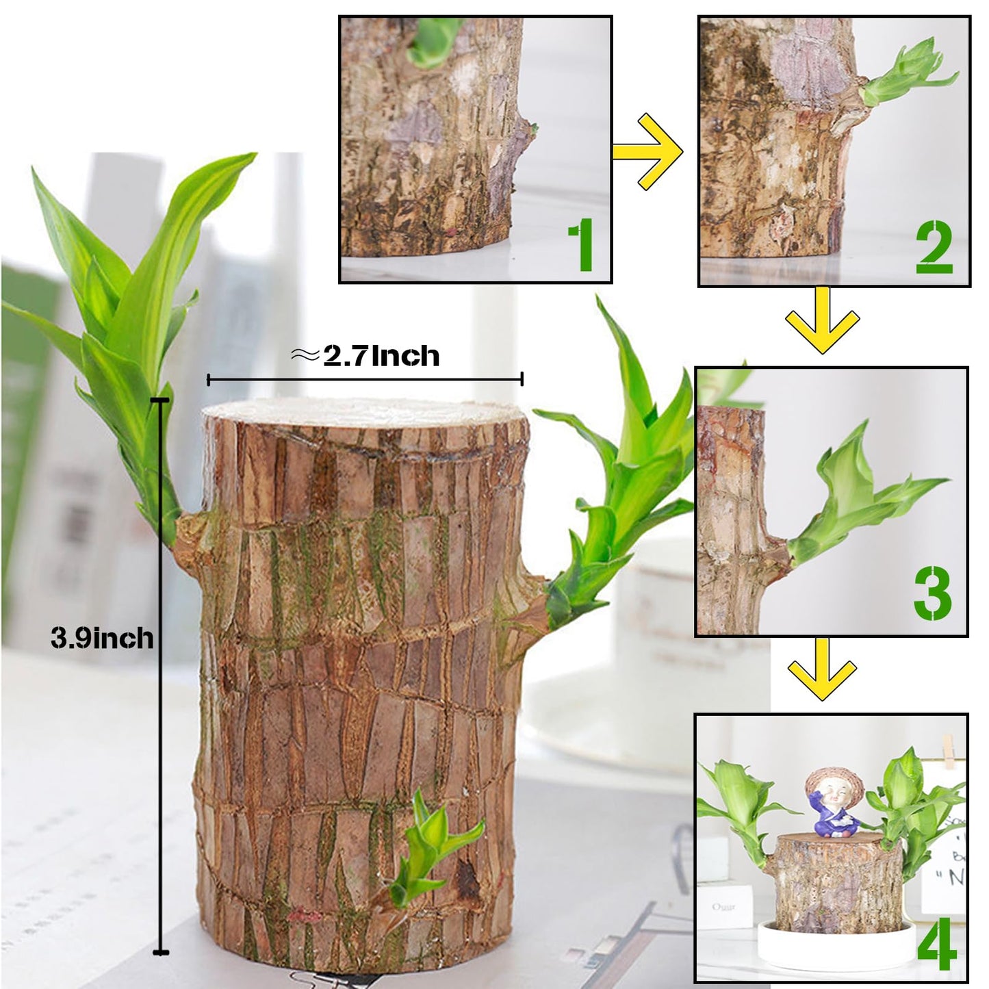 Generic Brazilian Wood, Brazilian Wood Plant, Mini Good Luck Wood for Indoor, Brazilian Wood hydroponic Plant - Indoor Office Desktop Plantr