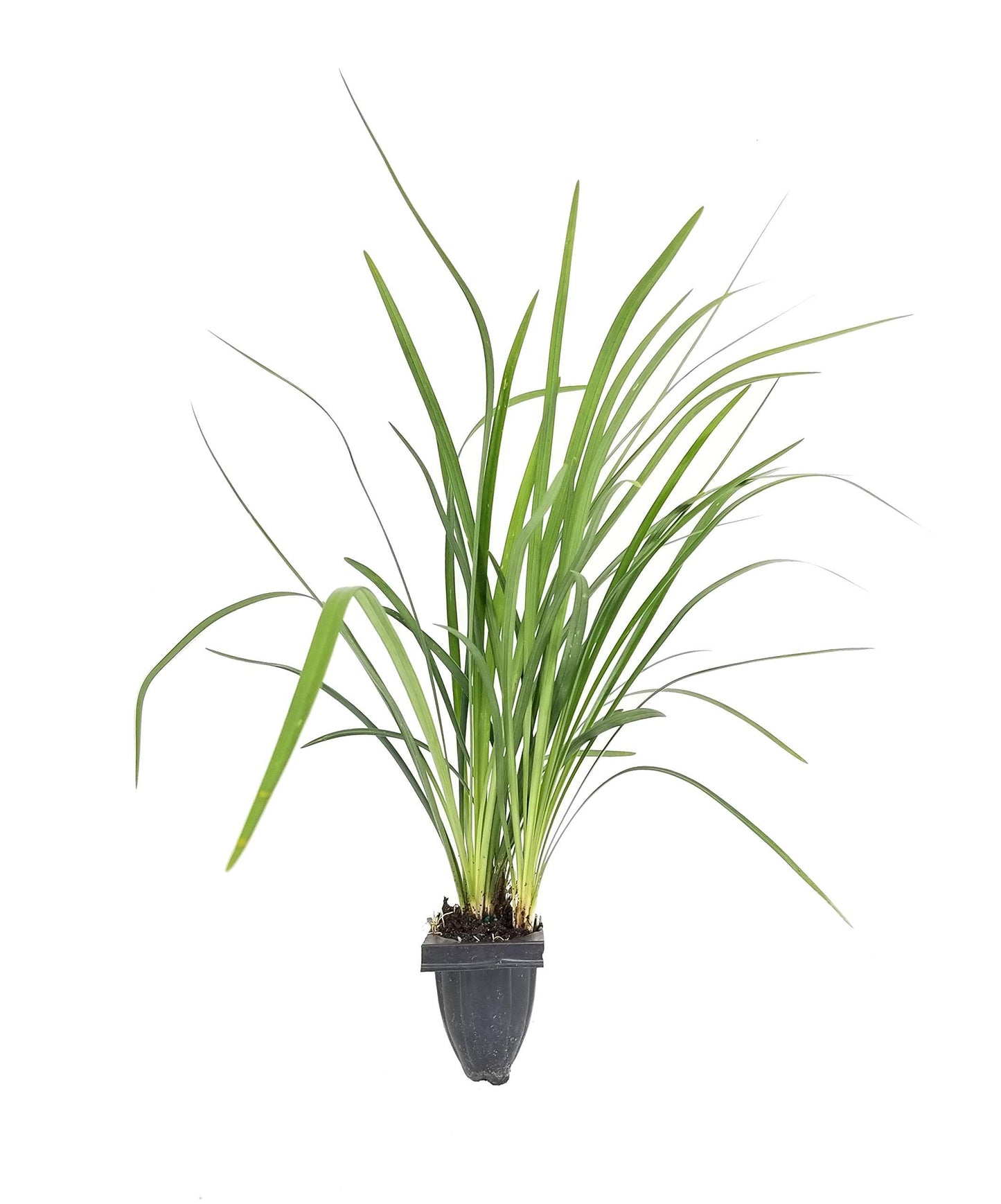 Emerald Goddess Liriope Muscari - 20 Live Plants - Drought Tolerant Low Maintenance Evergreen Ground Cover Grass