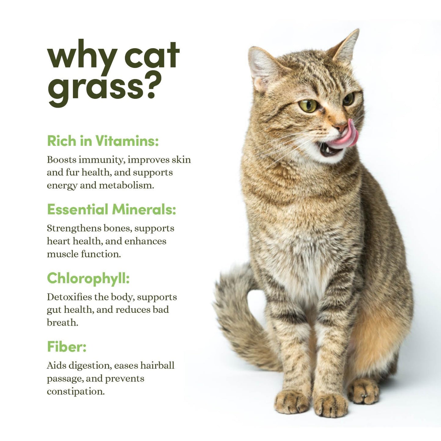 Cat Grass for Indoor Cats Kit - 3 Complete Growing Organic Planter Kits - Grow Your Own Cat Grass - Organic Plant Seeds - Pet Health Supplies Stuff - Gift for Pet Lover