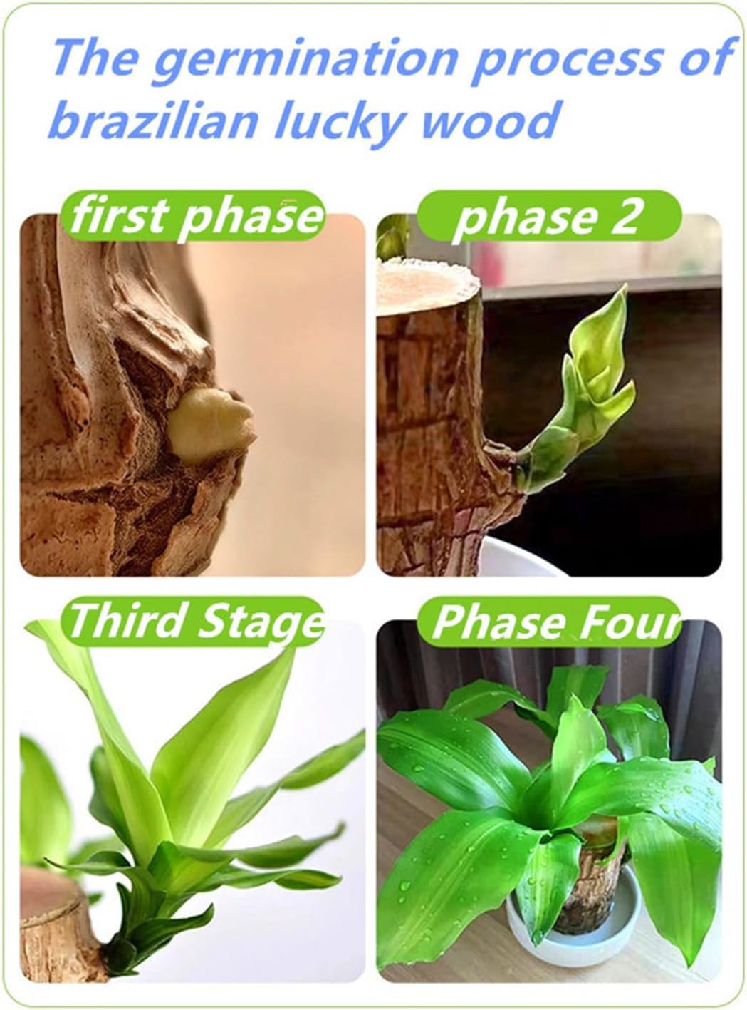 Brazilian Lucky Wood，Easy to Maintain and Purify the Air Brazilian Wood，Suitable for Living Rooms, Kitchens, Bedrooms, Desks, and Outdoor Gardens (AD)