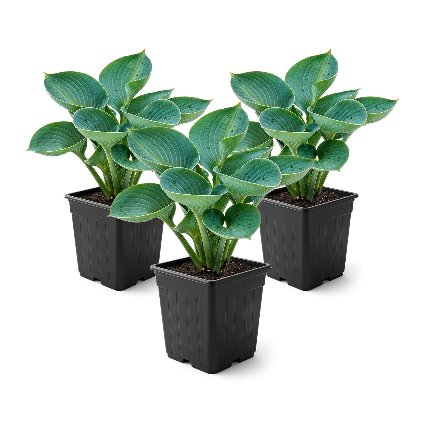 Live Perennial Hosta - Abiqua Drinking Gourd (3 Plants Per Pack) Beautiful Accent Plant, 10" Tall by 4" Wide in 1 Qt Pot