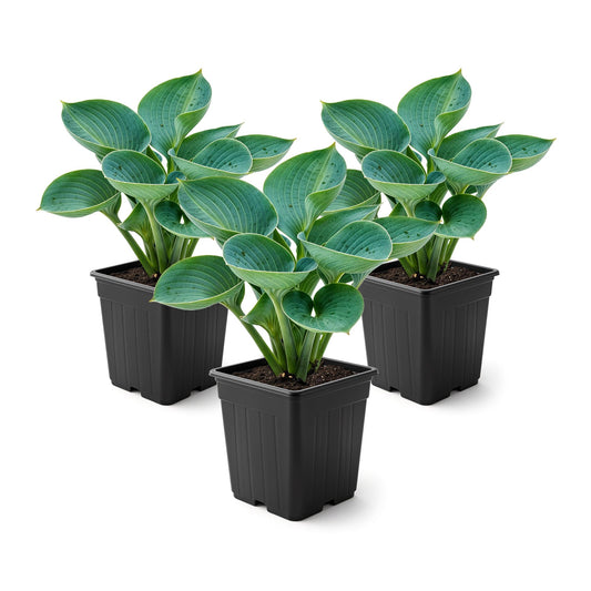 Live Perennial Hosta - Abiqua Drinking Gourd (3 Plants Per Pack) Beautiful Accent Plant, 10" Tall by 4" Wide in 1 Qt Pot