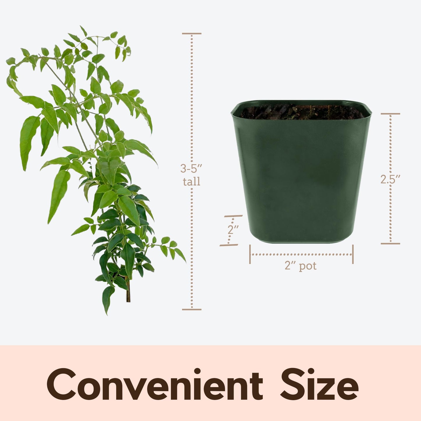 My Shelfie - Mini Pink Jasmine Plant Vine, Jasmine Plant Starter in 2-Inch Pot, Live Plants Outdoor Setting, Jasmine Plant Live Grows to 3-5 Inches, Pet-Friendly, 1-Piece