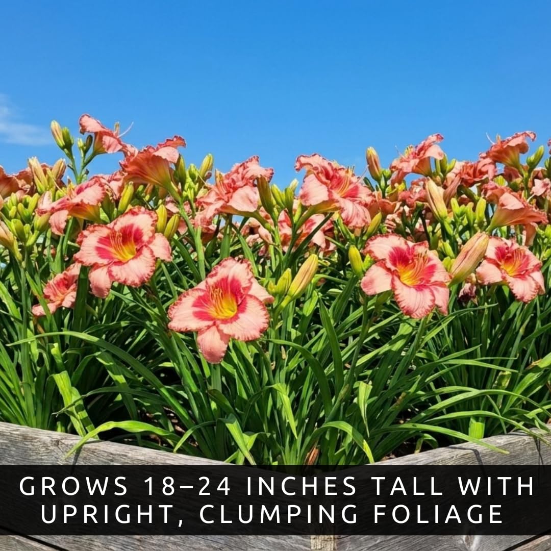 Lipstick and Lies Daylily Bulbs for Planting – Pink and Red Bi-Color Hemerocallis Perennial Flower – Hardy Summer Blooming Garden Lily – Easy Care Outdoor Flower Bulbs (5 Bulbs)