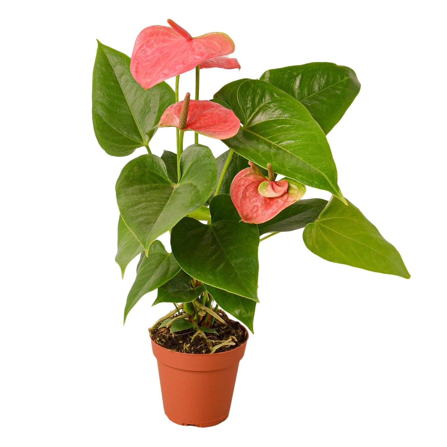 Anthurium Pink | Live Plant for Indoor & Outdoor | for Living Room, Office, Bathroom | (4" Pot)