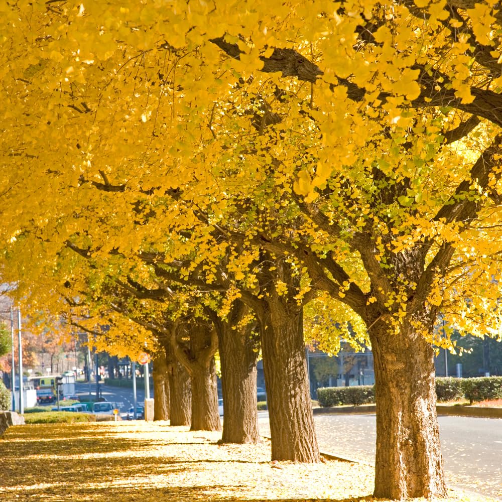 TriStar Plants Ginkgo Biloba Tree - 1 Gallon Container - Live Tree, Fast Growing, Healthy Established Roots, Shade, Fall Colors, Outdoor